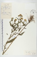 歐亞旋覆花藏品圖，第1張