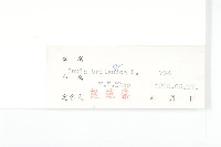 歐亞旋覆花藏品圖，第3張