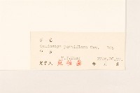 小米菊藏品圖，第3張