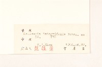 全葉馬蘭藏品圖，第3張