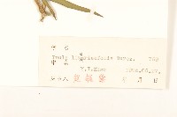 線葉旋覆花藏品圖，第3張