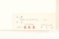 柳葉旋復花藏品圖，第3張