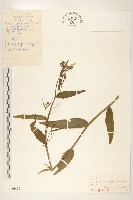 興安毛蓮菜藏品圖，第1張