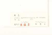 興安毛蓮菜藏品圖，第3張