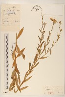 裂葉馬蘭藏品圖，第1張