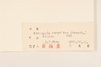 蒙古馬蘭藏品圖，第3張