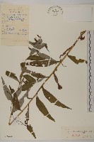 絨背薊藏品圖，第1張