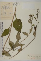 東風菜藏品圖，第1張