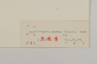 東風菜藏品圖，第3張