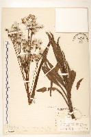 登錄號:S026448藏品圖，第1張