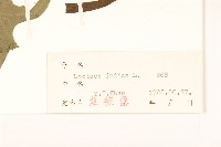 鵝仔草藏品圖，第3張