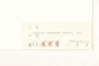 毛脈山蒿苣藏品圖，第3張