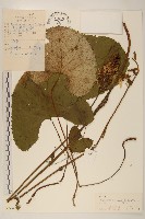 登錄號:S026478藏品圖，第1張