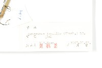 鳳毛菊藏品圖，第3張