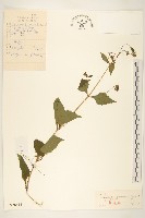 毛梗豨薟藏品圖，第1張