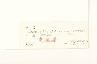 毛梗豨薟藏品圖，第3張