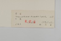 小紅菊藏品圖，第3張