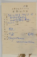 甘菊藏品圖，第2張