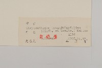 甘菊藏品圖，第3張