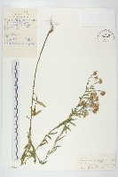 狗娃花藏品圖，第1張