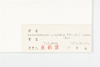 狗娃花藏品圖，第3張