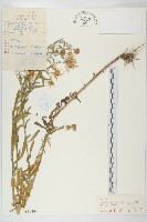 阿爾泰狗哇花藏品圖，第1張