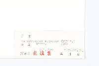 阿爾泰狗哇花藏品圖，第3張