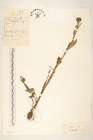 河濱千里光藏品圖，第1張