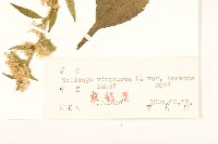 朝鮮一枝黃花藏品圖，第3張