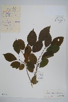 赤楊、臺灣赤楊、台北赤楊、水柯子、水柳柯藏品圖，第1張