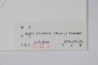 赤楊、臺灣赤楊、台北赤楊、水柯子、水柳柯藏品圖，第2張