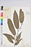 板栗藏品圖，第1張