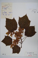 青楷槭藏品圖，第1張