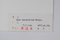 青楷槭藏品圖，第2張