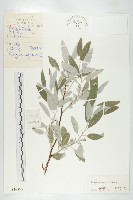 銀柳藏品圖，第1張