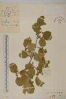 南蛇藤藏品圖，第1張