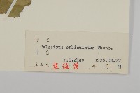 南蛇藤藏品圖，第3張