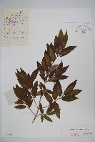 華北忍冬藏品圖，第1張