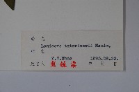 華北忍冬藏品圖，第2張