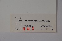 蔥皮忍冬藏品圖，第2張