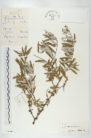 沙棘藏品圖，第1張