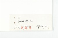 紅瑞木藏品圖，第3張