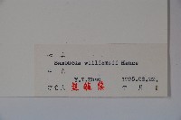 接骨木，木蒴藋藏品圖，第2張