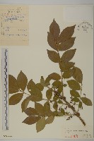 衛矛藏品圖，第1張