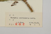 衛矛藏品圖，第3張