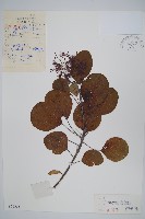 紅葉藏品圖，第1張