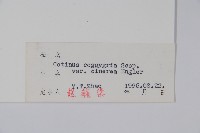 紅葉藏品圖，第2張