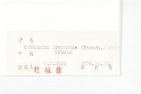 白花碎米薺藏品圖，第3張