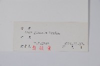 華北茶條槭藏品圖，第2張