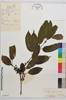 烏蘇里鼠李藏品圖，第1張